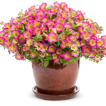 Petunia hybrid - Supertunia® Daybreak Charm