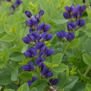 Baptisia hybrid - Decadence® 'Sparkling Sapphires'