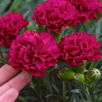 Dianthus hybrid - Fruit Punch® 'Cranberry Cocktail'