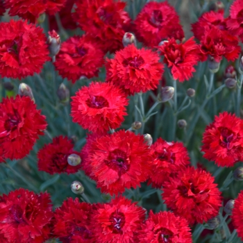 Dianthus hybrid - Fruit Punch® 'Maraschino'