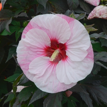 Hibiscus hybrid - Summerific® 'Perfect Storm'