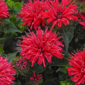 Monarda didyma - 'Pardon My Cerise'