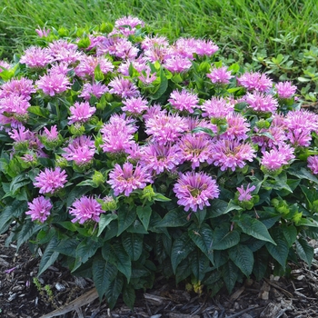 Monarda didyma - 'Pardon My Lavender'