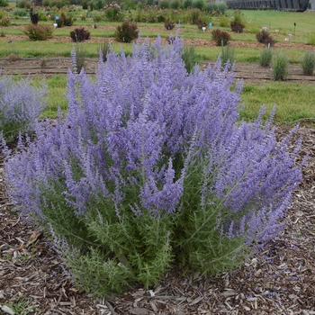 Perovskia atriplicifolia - 'Denim 'n Lace'