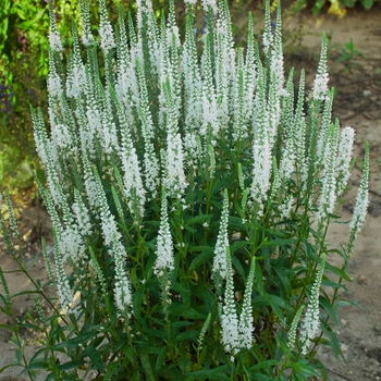 Veronica hybrid - Magic Show® 'White Wands'