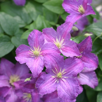 Clematis sp. - Jolly Good™