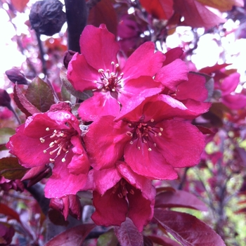 Malus - Perfect Purple Crabapple