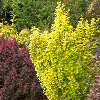 Berberis thunbergii - Sunjoy Gold Pillar®