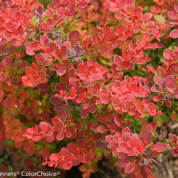 Berberis thunbergii - Sunjoy® Tangelo