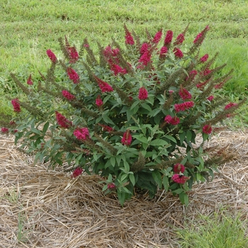 Buddleia davidii - 'Miss Molly'