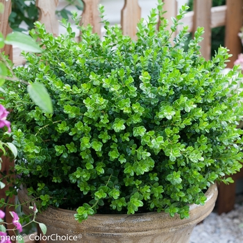 Buxus microphylla 'Bulthouse' PP25896 Can PBRAF (Boxwood) - Sprinter® Boxwood