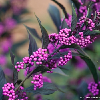 Callicarpa x - Pearl Glam®