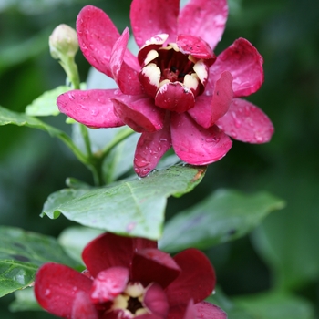 Calycanthus x - 'Aphrodite'