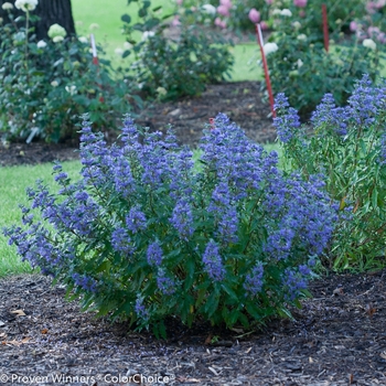 Caryopteris x clandonensis - Beyond Midnight®