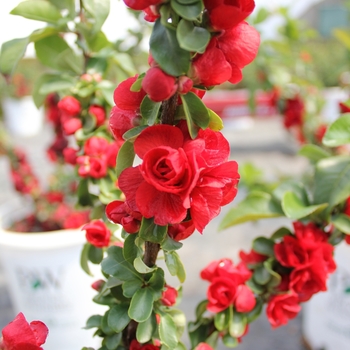 Chaenomeles speciosa - Double Take Scarlet™