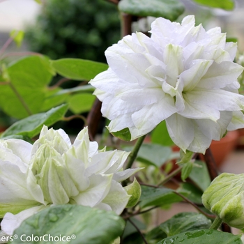 Clematis sp. - 'Diamond Ball'