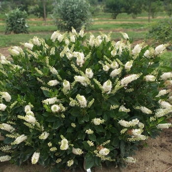 Clethra alnifolia (Summersweet) - Sugartina® 'Crystalina'