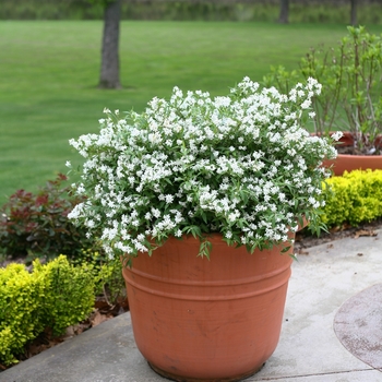 Deutzia x - Yuki Snowflake®