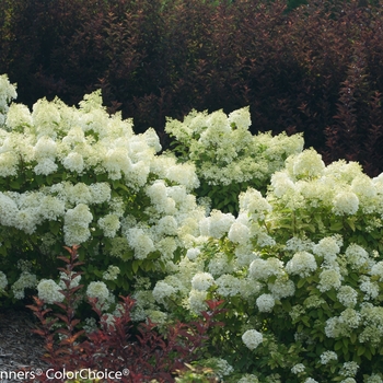 Hydrangea paniculata - Bobo®