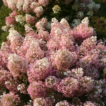 Hydrangea paniculata - Bobo®