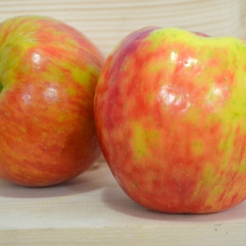 Malus domestica - 'Honeycrisp '