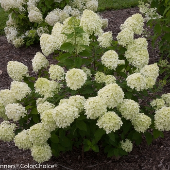 Hydrangea paniculata - Little Lime®