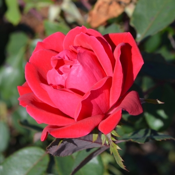 Shrub Rose - Double Red Knock Out Rose