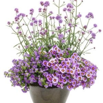 Verbena bonariensis - Meteor Shower®