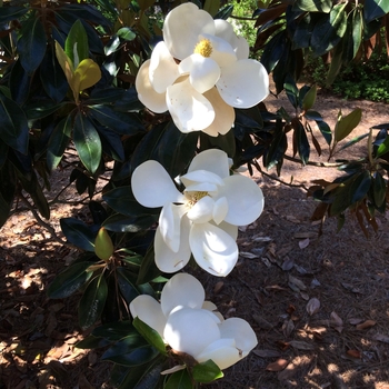 Magnolia grandiflora - 'Little Gem' 