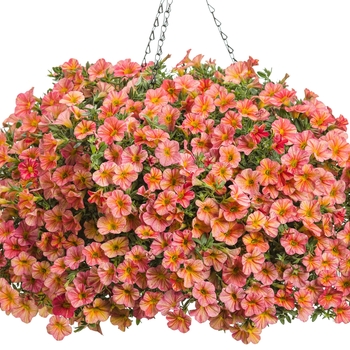 Calibrachoa hybrid - Superbells® Tropical Sunrise