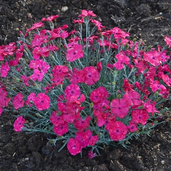 Dianthus hybrid - 'Paint the Town Magenta' 
