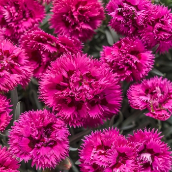 Dianthus hybrid - Fruit Punch® 'Spiked Punch'