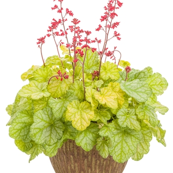 Heuchera hybrid - Dolce® 'Appletini'