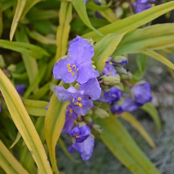 Tradescantia hybrid - 'Charlotte's Web' 