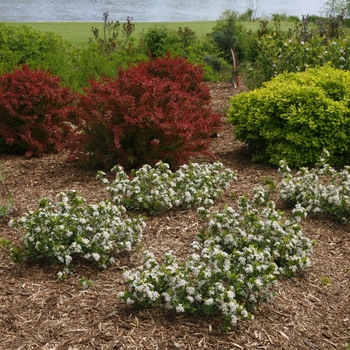 Aronia melanocarpa 'UCONNAM165' PP28789 CBRAF - Low Scape Mound® Chokeberry