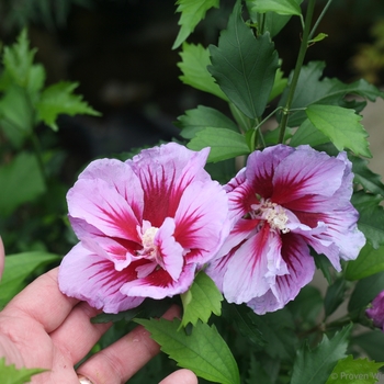 Hibiscus syriacus - 'Purple Pillar®' Rose of Sharon