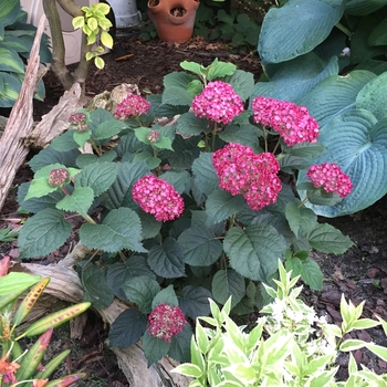 Hydrangea arborescens - Invincibelle® Ruby