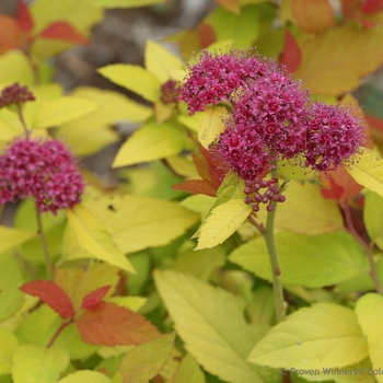 Spiraea japonica - Double Play® Candy Corn®