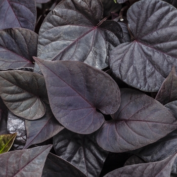 Ipomoea batatas - Sweet Caroline Sweetheart Jet Black™