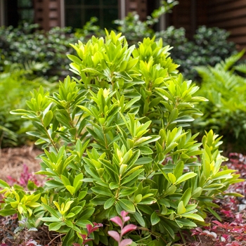 Illicium parviflorum 'PIIIP-I' PP28887 (Small Anise Tree) - BananAppeal™ Small Anise Tree