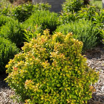 Berberis thunbergii - 'Limoncello™' Barberry