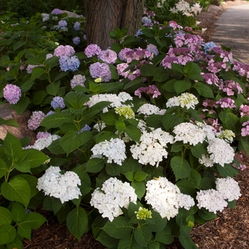 Hydrangea macrophylla 'Blushing Bride' - Blushing Bride 