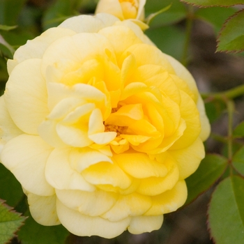 Rosa ''BAIoad'' PP19,046 (Rose) - Easy Elegance® Yellow Brick Road