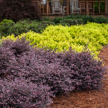 Loropetalum chinense var. rubrum - Crimson Fire™