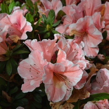 Azalea - Encore® Autumn Sunburst®