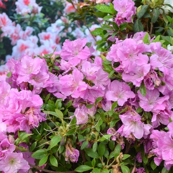 Rhododendron hybrid - Encore® Autumn Lilac®