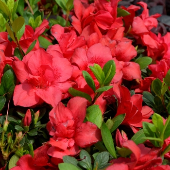 Rhododendron hybrid - Encore® Autumn Bonfire®