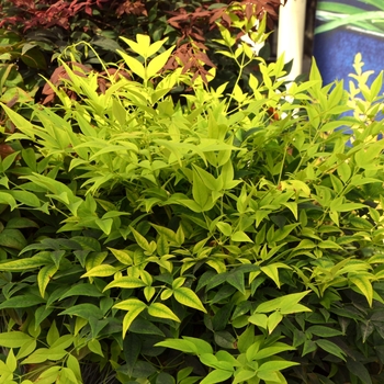 Nandina domestica 'Lemon Lime' - Lemon Lime Heavenly Bamboo