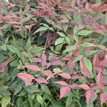 Nandina domestica '‘Seika’' - Obsession Nandina 