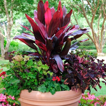 Cordyline fruticosa 'Red Bull' - Hawaiian Ti Plant